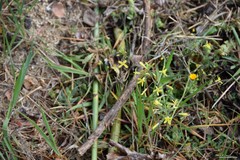Brassica barrelieri