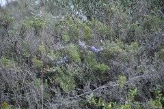 Salvia rosmarinus