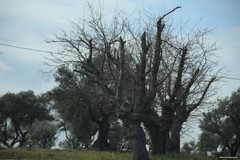 Morus alba