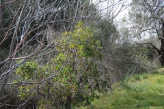 Arbutus unedo
