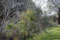 Arbutus unedo