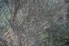 Spartium junceum