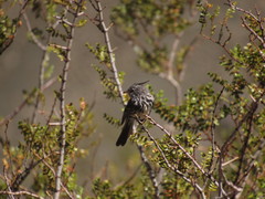 Anairetes flavirostris