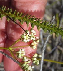 Platysace deflexa