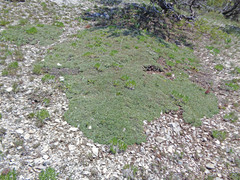 Petrophytum caespitosum caespitosum