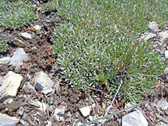 Petrophytum caespitosum caespitosum