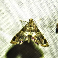 Usingeriessa
