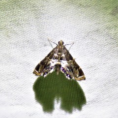 Usingeriessa