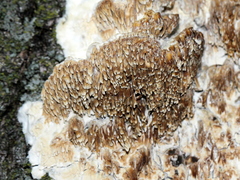 Irpiciporus pachyodon