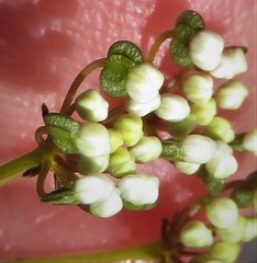 Platysace deflexa