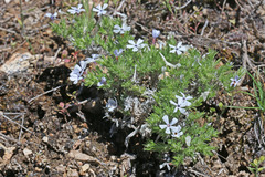 Phlox hoodii canescens