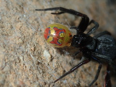 Paropsisterna gloriosa