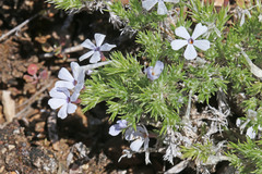 Phlox hoodii canescens