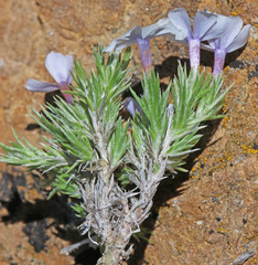 Phlox hoodii canescens