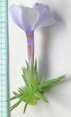 Phlox hoodii canescens