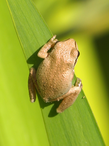 iNaturalist observation photo of Pacific chorus frog
