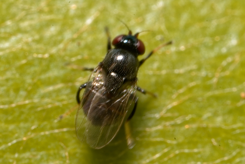 Rhodesiella scutellata, 2022-02-26