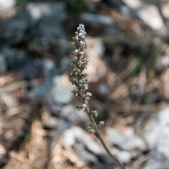 Sarcoglottis schaffneri