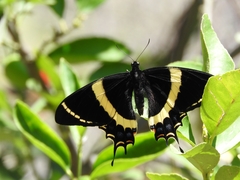 Papilio garamas