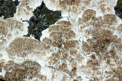 Irpiciporus pachyodon