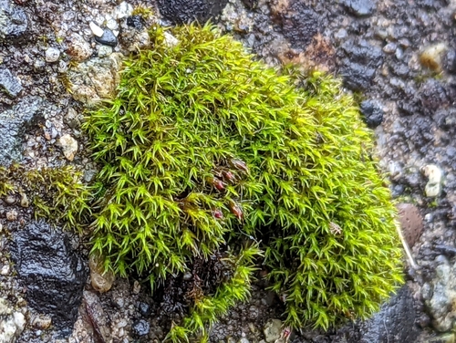 Image of Schistidium papillosum by no rights reserved