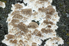 Irpiciporus pachyodon