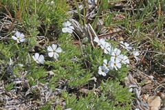 Phlox hoodii canescens