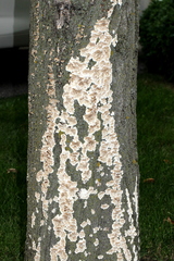 Irpiciporus pachyodon