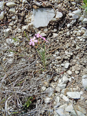 Phlox longifolia longifolia