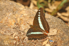 Sumalia daraxa