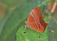 Abisara echerius