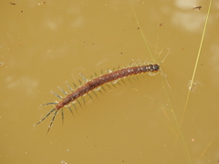Rhysida nuda
