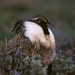 Gunnison Sage-Grouse - Photo (c) Scott Buckel, some rights reserved (CC BY-NC), uploaded by Scott Buckel