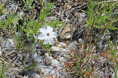 Phlox multiflora