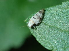 Euglyptoneura robusta