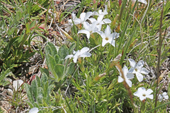 Phlox multiflora