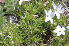 Phlox multiflora