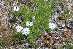 Phlox multiflora