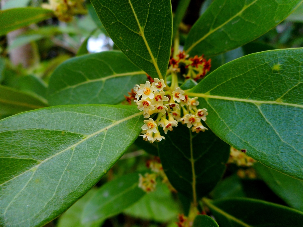 Ocotea pulchella