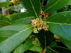 Ocotea pulchella