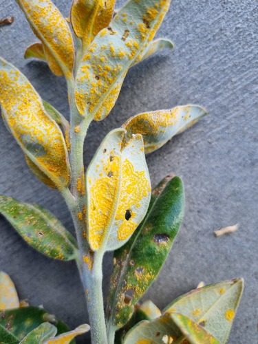Myrtle Rust