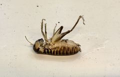 Hemiandrus bilobatus