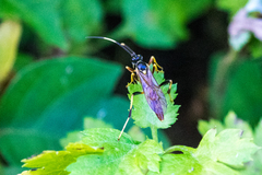 Polytribax contiguus