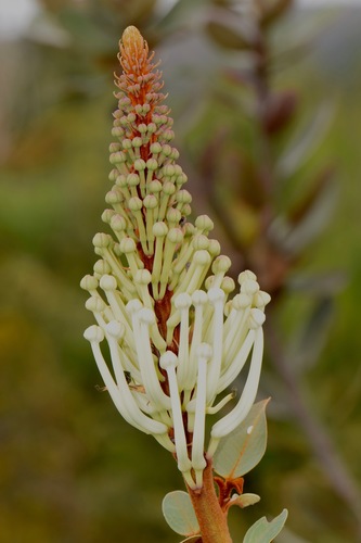 Oreocallis grandiflora image