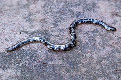 Afrotyphlops mucruso