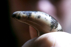 Afrotyphlops mucruso