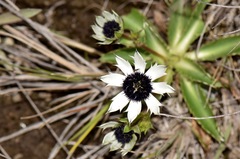 Eryngium humile image