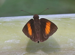 Koruthaialos rubecula