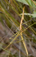 Microcoema
