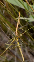 Microcoema
